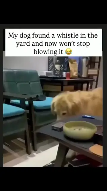 I swear, I cannot make this up 😂 My dog was just minding his business in the ya