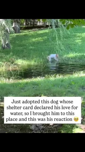Just adopted this sweet boy and I swear, the very first thing I read on his shel