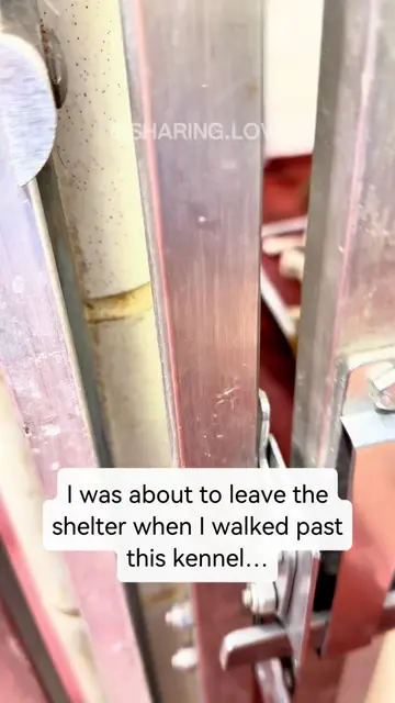 ⬇️ READ THEIR STORIES ⬇️ The other day, I was about to leave the shelter when I 