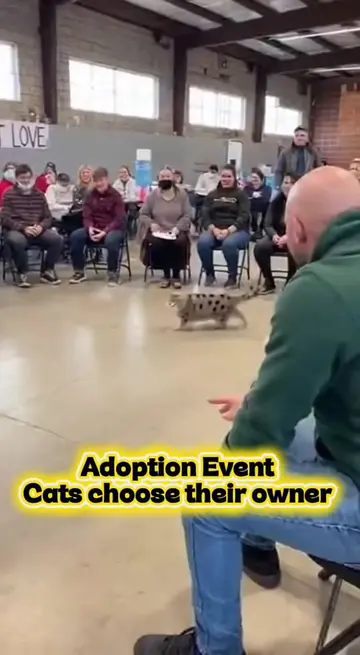 Adoption Event was amazing! Cats chose their new owners 💙😽#catsoftiktok #cats 