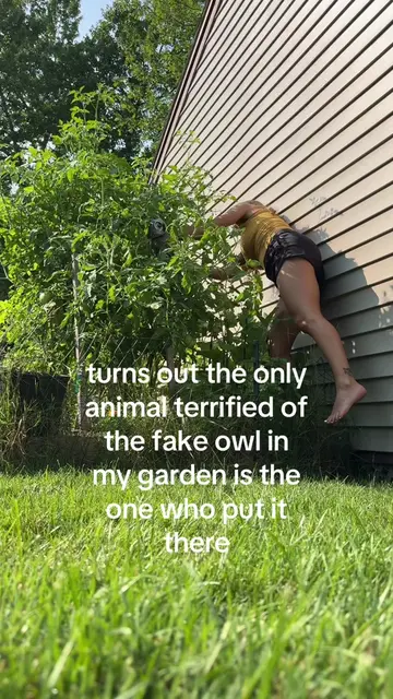 The owl definitely works, just not for its intended purposes #gardening #relatab