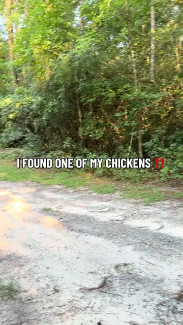ONE OF OUR CHICKENS CAME HOME 😭😭😭😭😭 she stumbled out of the woods limping �