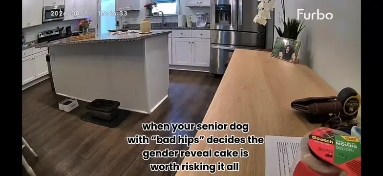 S/O to our furbo for catching this moment on camera… Scout is our senior pup who