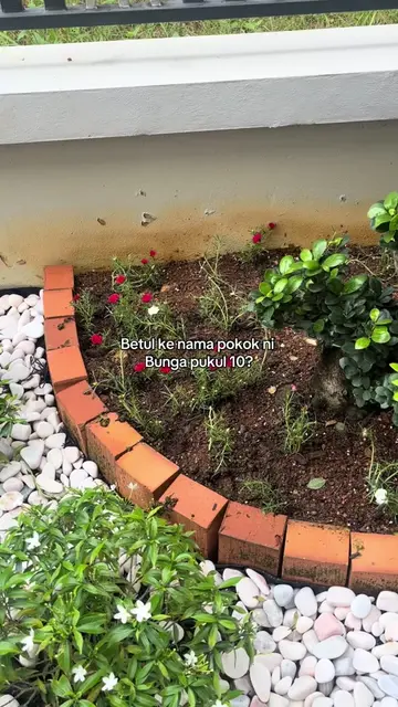 Sebab apa nama pokok bunga ni pukul 10? Baru tau namanya mcm tu. Cuba share seba