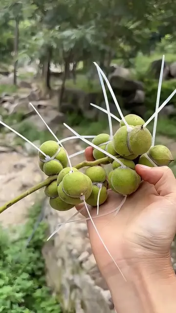 The unique “Little Bird” walnuts have finally arrived from this year’s harvest! 