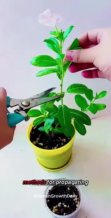 Want More Periwinkle Blooms? Start With This periwinkle plant periwinkle care pe