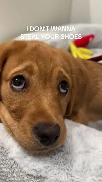 A certified shoe thief 🫡🙂‍↕️ #puppylife #cutepuppy #funnydogs #dogtok #funnypu