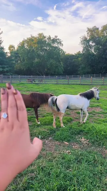 Things are happening on the mini farm😅🐴