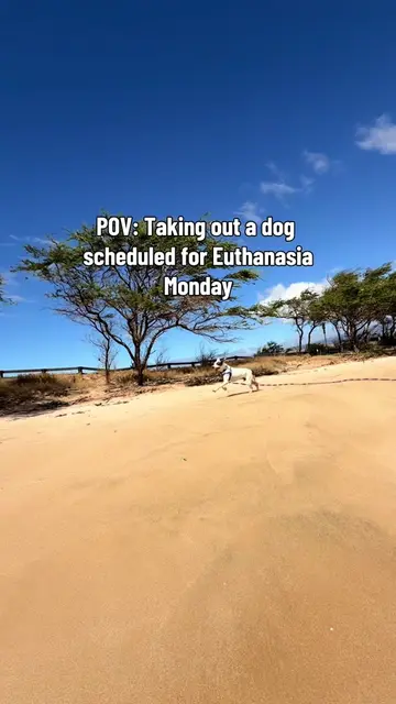 Johnny is waiting at Maui  Humane Society. Please fill out the adoption interest