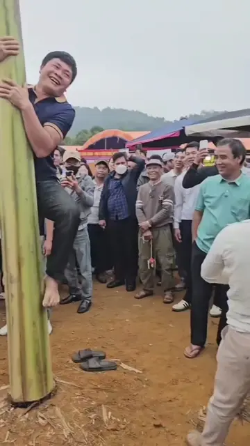 The muscular guy failed when climbing a banana tree 🤣🤣#vietnamfetival #viral #