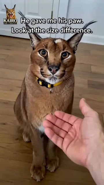 I Asked for His Paw. Look at My Hand 😳 🐾 Asked him for his paw the way you'd a