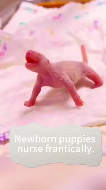 Everyday Outfits for the "Puppy-Dog" Look #puppy #puppylove #littlepuppy #baby p