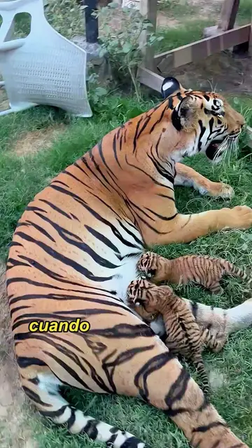 When the zookeeper showed her the indoor space#animals #Foryou #Friendship #Us #