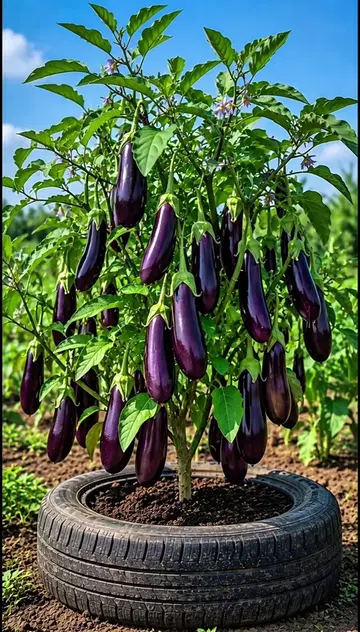 How to grow eggplant with egg at home #garden #plants #viralvideo #viral #foryou