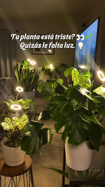 🌱💡 Dale a tus plantas la luz que necesitan, incluso dentro de casa. 🪴✨ #Plant