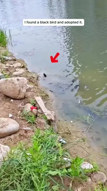 Rescue a black bird #rescue #rescueanimals #bird #moorhen 