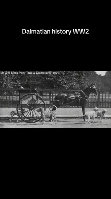 Dalmatians weren’t always just family pets . Back in the day, they ran alongside