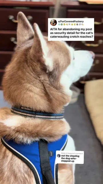 Replying to @twiganut part 3…AITA? #huskiesoftiktok #dogsoftiktok #catsoftiktok 