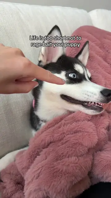 We have been teaching her not to bite so we have to test her sometimes 🤭#puppy 