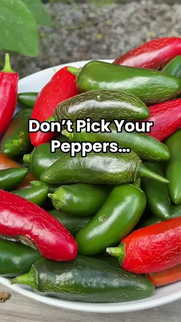 Did you know even jalepeños turn red? There are several stages you can pick your