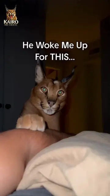 He Woke Me at 3AM. The Reason Broke Me 🥺 🌙 3AM. One paw on my arm. Tap. Tap. I