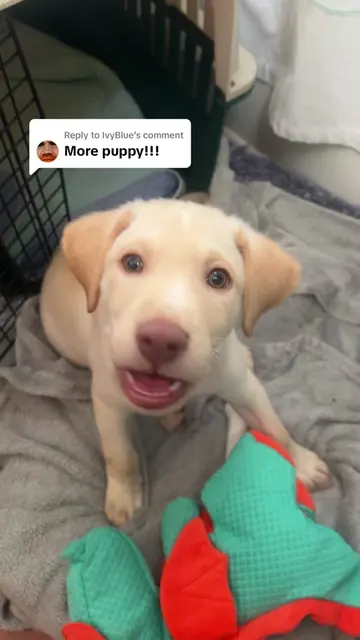 Replying to @IvyBlue @Lisa Polly Soyer Bean update he’s doing wonderful 🩷