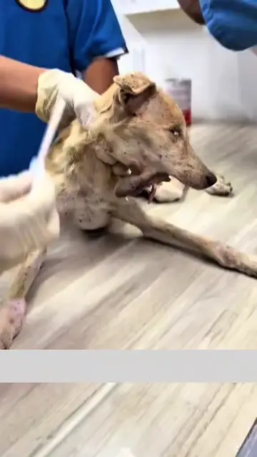 ❤️ Warrior keeps fighting. Nearly two weeks after his major surgery, his progres