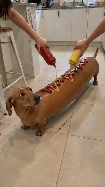 Frank just needed some ketchup and mustard 🌭 #ImpossibleAnimals #Dachshund #Hot