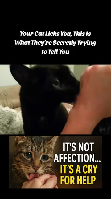 If Your Cat Licks You, This Is What They’re Secretly Trying to Tell You | #CatBe
