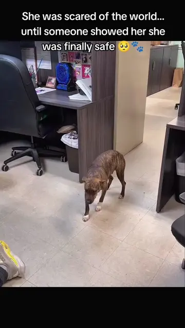 She was scared of the world… until someone showed her she was finally safe 🥺🐾 