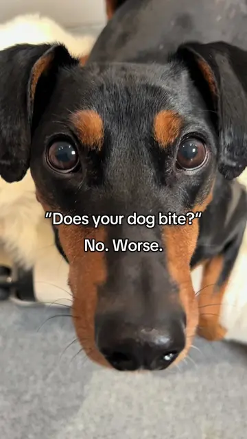 BATDOG🦇😱#dog #dogsoftiktok #funnydog #doglover #doggo 