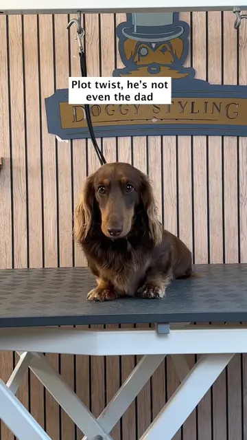 Doggy Daily Episode 626: Custard Cream and Fig Roll the Dachshunds 🐾  • • • • #