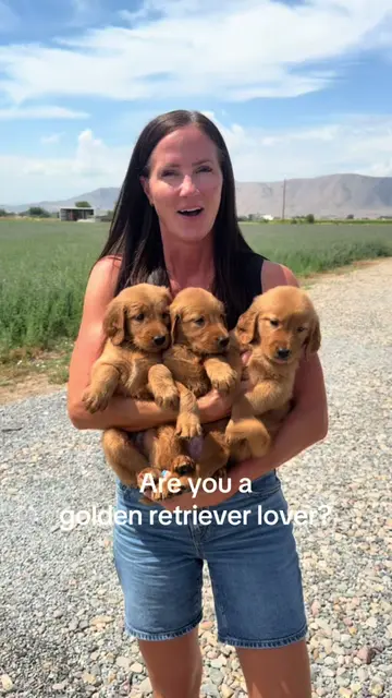 Three little reasons we love Golden Retrievers so much. 🥹💛 They’re loving, loy