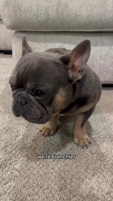 We’re frenchies 🐾 