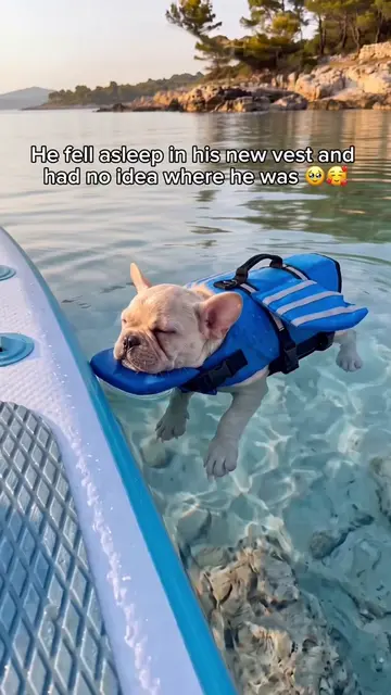 Grab yours in my profile 🥰#dogmom #dogs #frenchbulldog #pug #doglife The life j