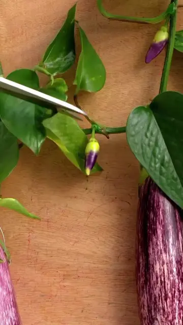 Clever Gardening Hacks for Every Season!#DIY #tips #Recycling 