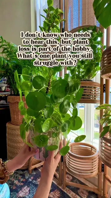 Even the most experienced plant parents lose plants sometimes. #PlantTok #plantc
