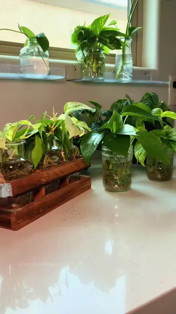 Water props → officially potted 🌱🪴 And YES, we’re doing the soupy soil trick �