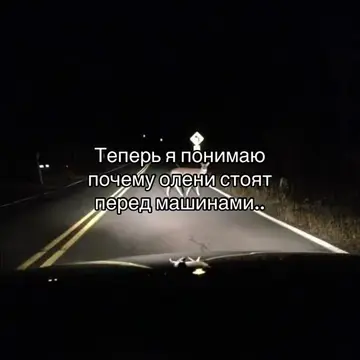 Особенно ночью #щп #щитпост #deer #car #fyp Лан короче на самом деле это у них и