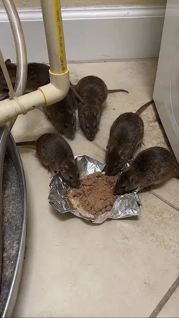 Rats in your house? Try this before buying poison! #rats #pestcontrol #homehacks