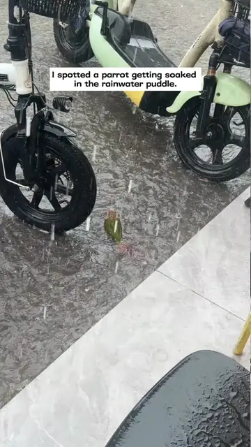 I spotted a parrot getting soaked in the rainwater puddle and then…#rescue #anim