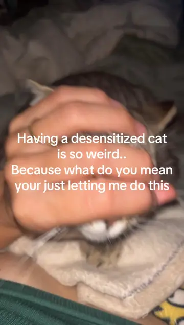 She’s so weird #cats #catsoftiktok #catlover #cattok 