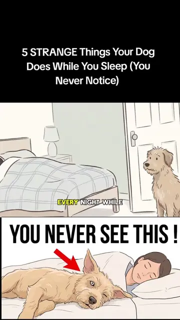 5 STRANGE Things Your Dog Does While You Sleep (You Never Notice) | #DogBehavior
