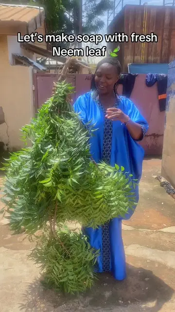 Neem left is use to treat skin issues like eczema, psoriasis etc. #soapmaking #c