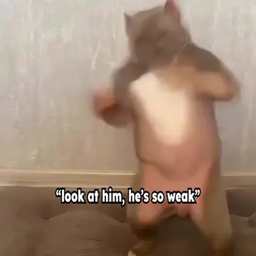 AuraScanner on App Store || Pitbull punching shadowboxing boxing toturial #pitbu