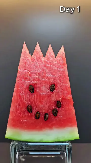 🍉 What Happens to a Watermelon After 10 Days Without a Fridge? 😱 #Shorts #Wate