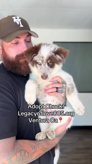 Meet CHUCK 🤠🐾 Chuck is a 5-month-old Aussie/Border Collie mix who was found as