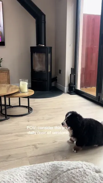 Proof that Berners are happiness  #bernese #cutepuppy #bernesemountaindog #berne