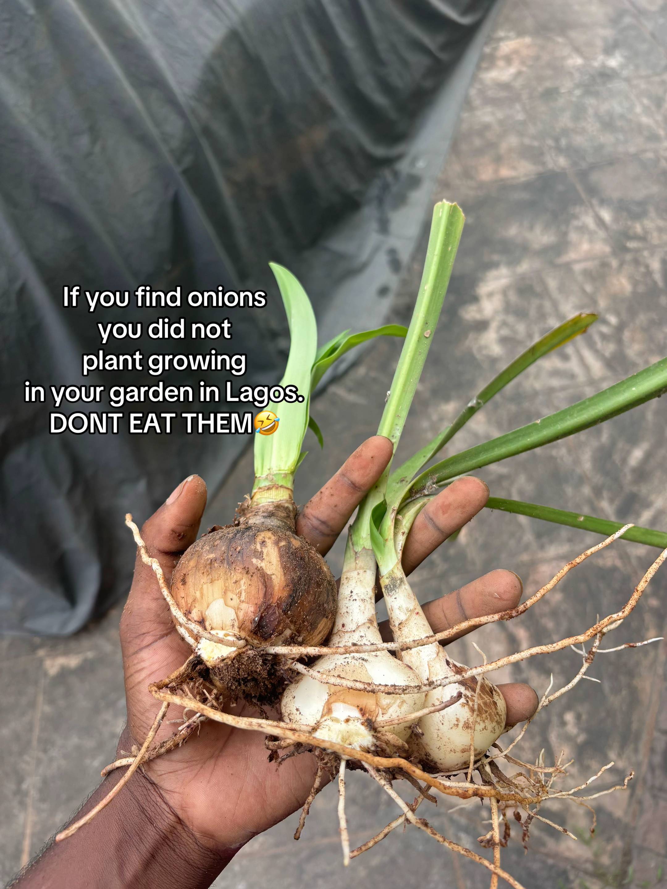 These are very poisonous and DO NOT smell oniony 😔. They grow wildly in Lagos, 