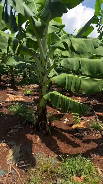 This is a thriving Banana Plantation in the perfect conditions for the best harv